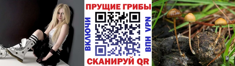 купить наркоту  Новозыбков  Галлюциногенные грибы Psilocybe 
